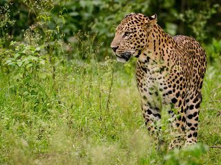 All You Need To Know About Nagarhole National Park