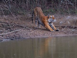 12 Best Tips For Wildlife Travel