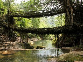 9 Facts About Living Root Bridges in Meghalaya