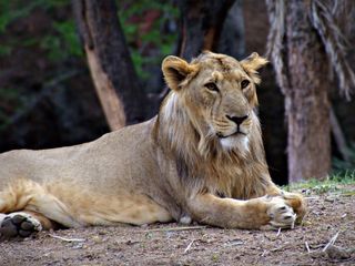 World Wildlife Day 2022: Hello Lions - All About Hyderabad Zoo