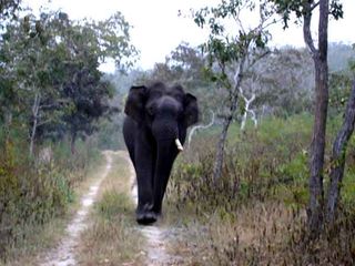 Top 5 List of Don'ts to Follow When Crossing the Bandipur Forest Reserve
