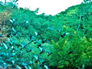 Paradise for Children - “PARKS”