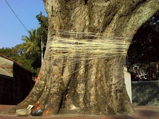 Recalling Savitri: Vat Savitri Puja