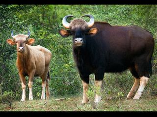 Mystical Manjampatti Valley in Tamil Nadu