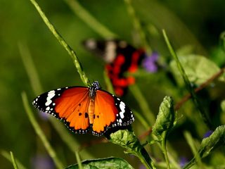 4 Popular Butterfly Parks in India