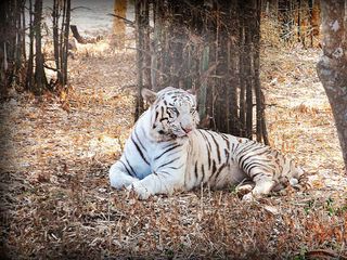 A Memorable Walk in the Woods: Bannerghatta