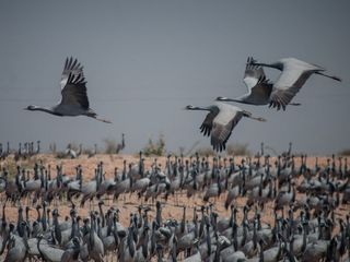 Catch up with Cranes in Khichan