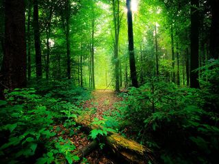 6 Most Peaceful Places in India!