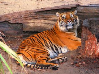 World Wildlife Day 2022: Famous Tiger Reserves in North East India