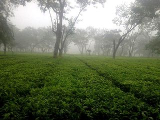 Visit Bhadrapur Where Google Plays With Facebook and Obama Fights With Anil Kapoor!