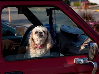 Simple Tips For Travelling With Pets in India