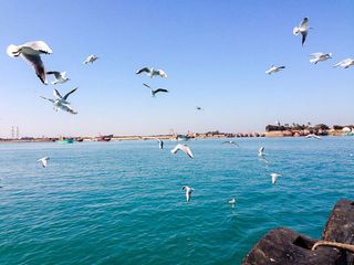 On an Expedition to Bet Dwarka Near Dwarka!