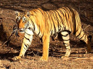 Travel To These Jungles In India To See The Jungle Book Animals