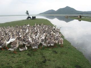 The Fast Disappearing Wular Lake!