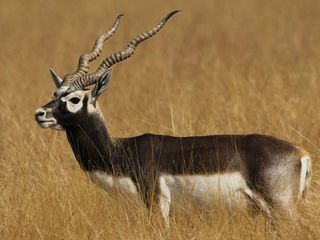 Five Blackbuck Sanctuaries In South India