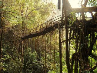 Seven Wonder Places of India - Living Root Bridges In Meghalaya