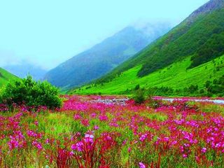 Seven Wonder Places Of India- The Flower Valley In Uttarakhand