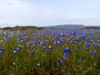 Madayipara In Kerala - A Hill Of Flowers, Birds and Butterflies