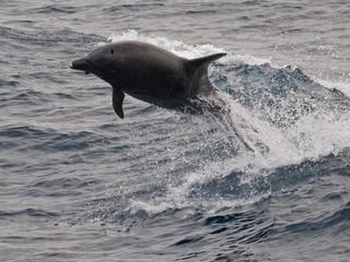 6 Best  Dolphin Destinations in India