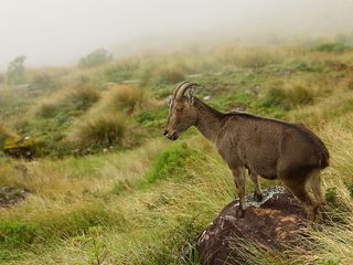 5 Must Visit Wildlife Destinations With Endangered Species in India