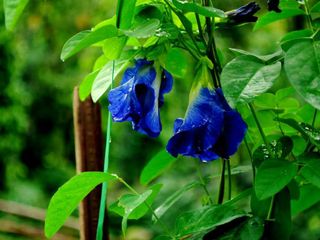 Take a tour around the serene Chikamagalur this monsoon!