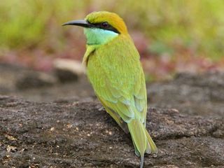 World Sparrow Day 2022: 4 Famous Bird Sanctuaries in Kerala