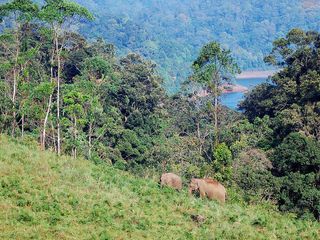 A Triangle Tour Through The Dazzling Heart Of Kerala - Munnar, Gavi & Kumarakom