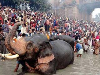 Sonepur Cattle Fair – Asia's Largest Cattle Fair