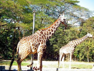World Wildlife Day 2022: We Bet You Didn't Know These Facts About Mysore Zoo!
