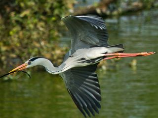 Kingdom of Birds: Vedanthangal Bird Sanctuary