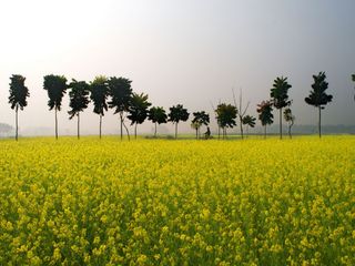 Tips to Travel to Rural India