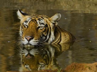 Exploring Sariska Tiger Reserve in Rajasthan