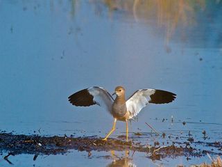 Exploring the Sultanpur National Park in Haryana