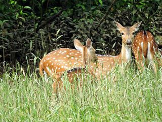 One Day Trip to Bhitarkanika National Park in Odisha