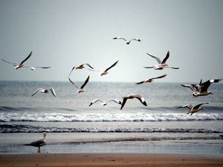 Catch Up With the Spirit of Konkan's Mahabaleshwar!