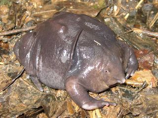 Rare Animals You Didn't Know Existed in India