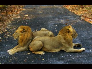 Touching the Nature's Soul: Sanjay Gandhi National Park in Mumbai 