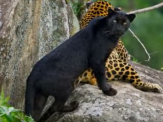 All About Kali Tiger Reserve Near Dandeli