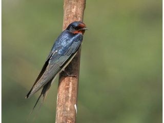 Kolleru Bird Sanctuary in Andhra Pradesh
