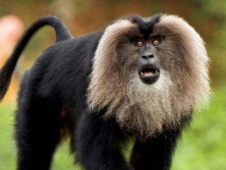 Spot 10 Unique Monkeys at Wildlife Destinations of India