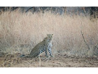 An Expedition to Panna Tiger Reserve in Madhya Pradesh