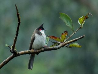 An Expedition at Kalakkad Mundanthurai Tiger Reserve in Tamil Nadu