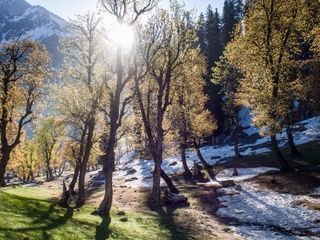 Travel to the Meadow of Gold with a surreal backdrop!