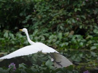 Enjoying the Homecoming of Birds: Kumarakom Bird Sanctuary in Kerala