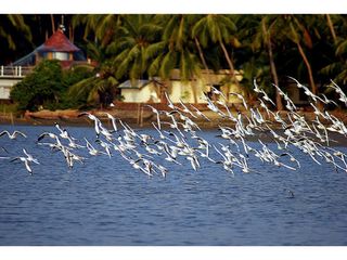 Bye Humans, Hey Birds! Welcome to Kadalundi Bird Sanctuary in Kerala!!