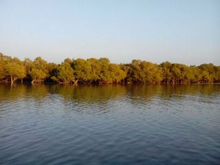 Don't Dive, Just Walk Around: Marine National Park in Jamnagar