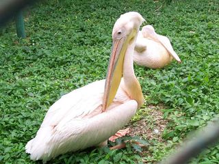Mysore Zoo is Closed For a Month