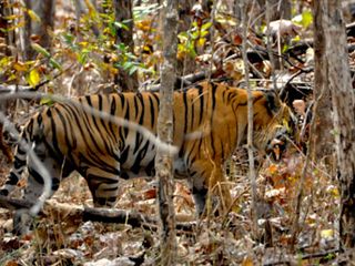 Things to Know About Pench National Park in Madhya Pradesh