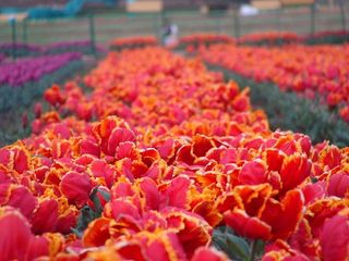 All About Indira Gandhi Tulip Garden In Srinagar