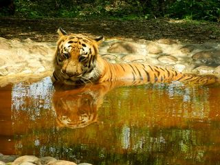 A Day's Outing To Bannerghatta National Park
